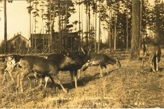Deer Park Fort Flagler Wash 3 19 13