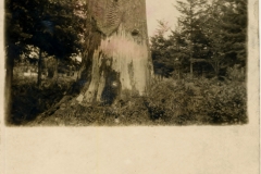 Fort Flagler Soldier on Stump