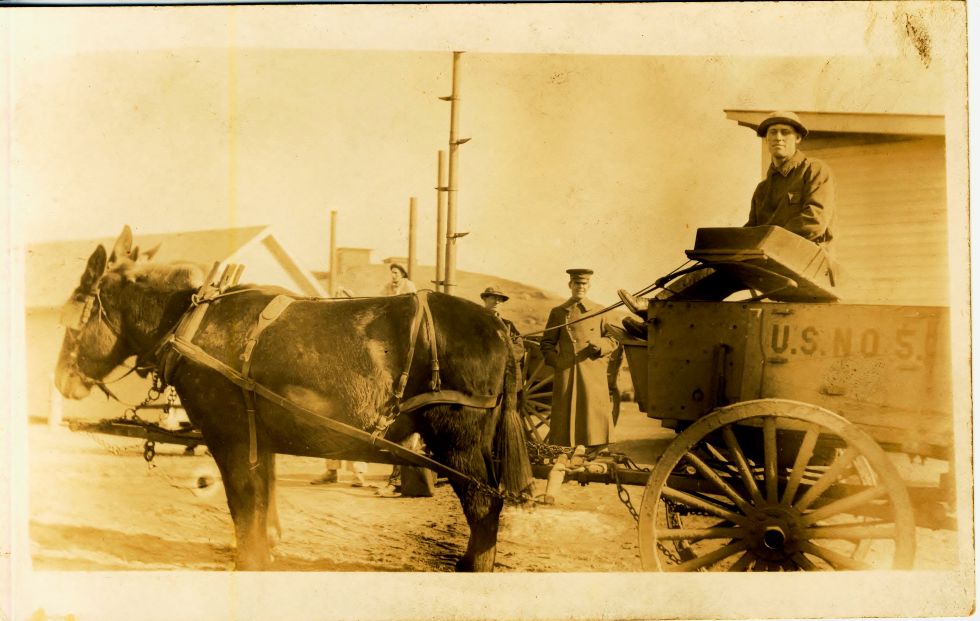 Mule Team likely taken at Fort Terry NY soldier is Guy Boyd